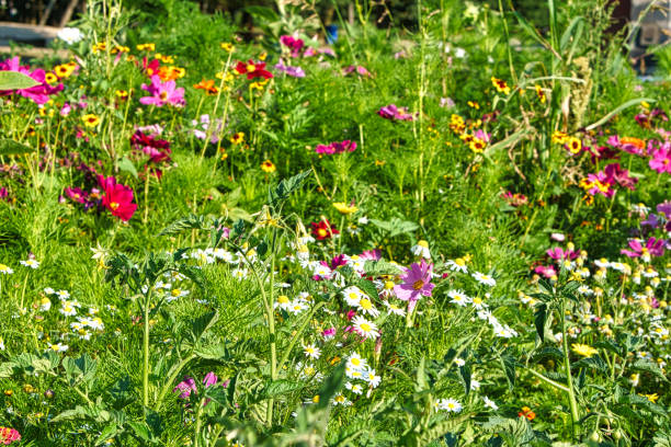 istock Flower meadow with different colored flowers. Spring and summer flower meadow. 1362494526