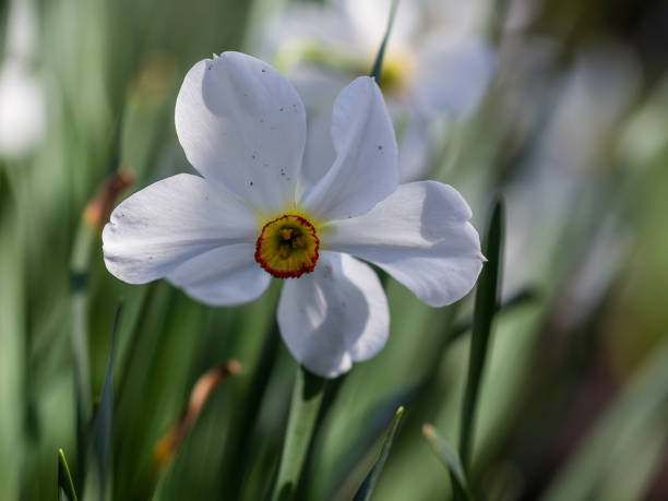 istock In spring, Narcissus Accent bloom in a flower bed. 1362494666