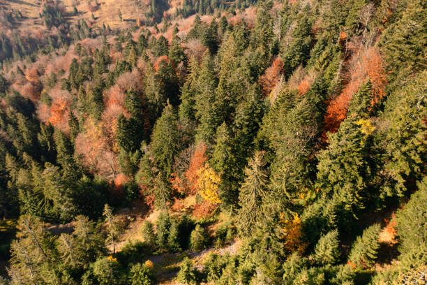istock Autumn forest with coniferous trees and path in mountains 1362495245