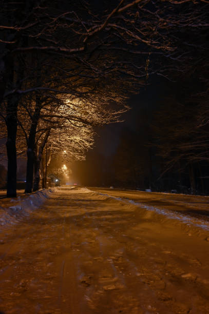 Deer walking on the road in winter. Winter landscape.