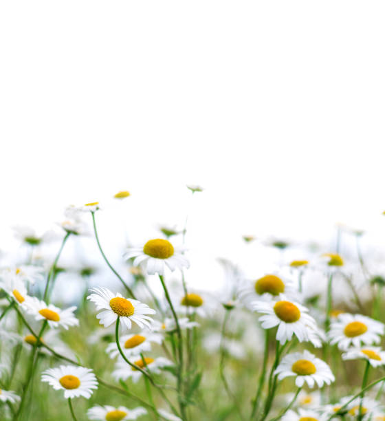 istock Camomile isolated on white background. 1362495294
