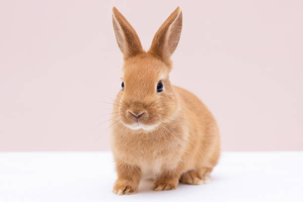 istock Red bunny rabbit portrait on background 1362495399