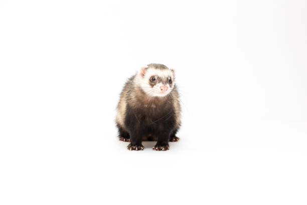 istock Ferret pet on a white background, isolated. 1362495401