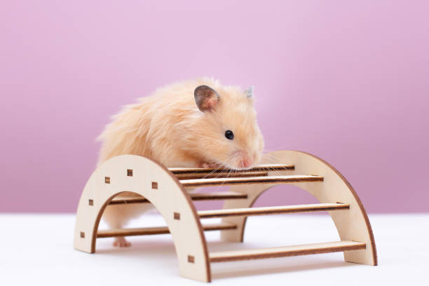 istock brown hamster play things for hamsters on pink background 1362495412