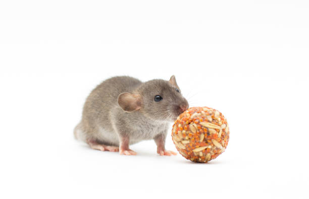 istock A charming dumbo rat on a white isolated background eats drying. Cute pet. feed rat 1362495430