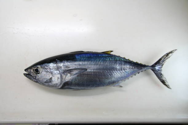 молодой "голубой тунец (медзи-магуро)" фотография тела рыбы - tuna tuna steak raw bluefin tuna стоковые фото и изображения