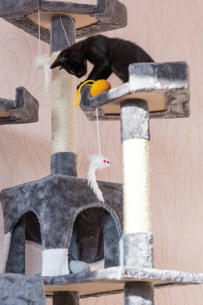 istock little black kitten playing on the cat tower 1362495483