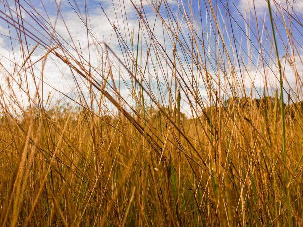 istock meadow in summer in contrast to the sun 1362495540