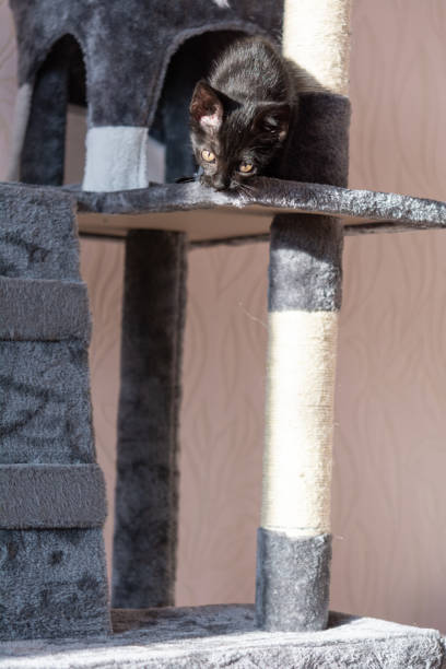 istock little black kitten playing on the cat tower 1362495548