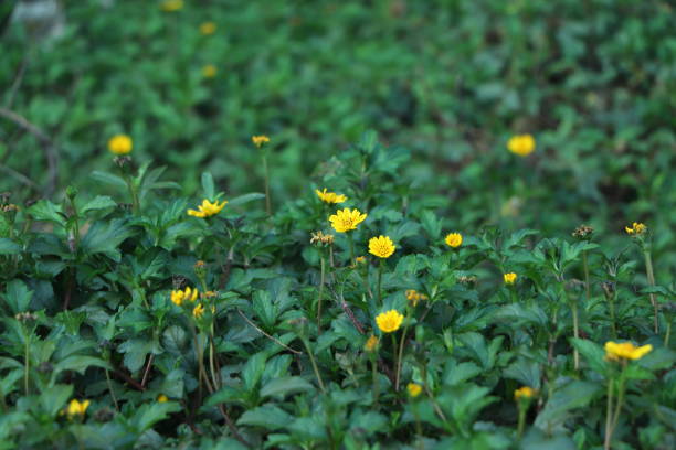 istock Bunch of yellow flower in green grass with selective focus 1362495596