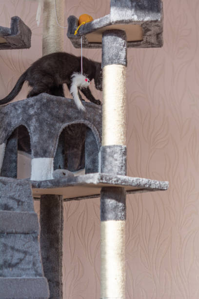istock little black kitten playing on the cat tower 1362495663