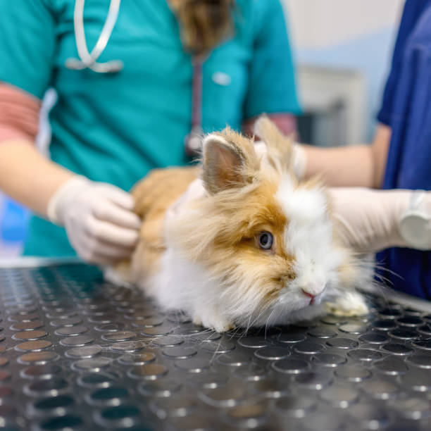 Close up of a rabbit on medical examination at vet's. Rabbit on medical examination at vet's. sick bunny stock pictures, royalty-free photos & images