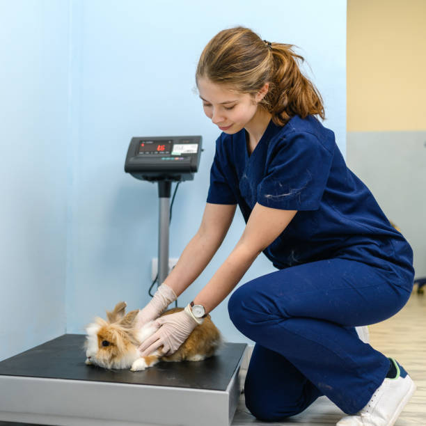 istock Rabbit standing on a weight scale at the vet 1362496305