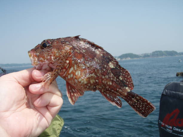 istock Japanese most popular sea rockfish “KASAGO” 1362496438