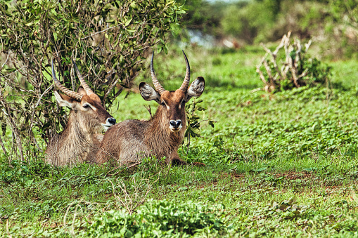 Waterbuck en el Parque Nacional Tsavo Este, Tsavo Oeste y Amboseli en Kenia photo