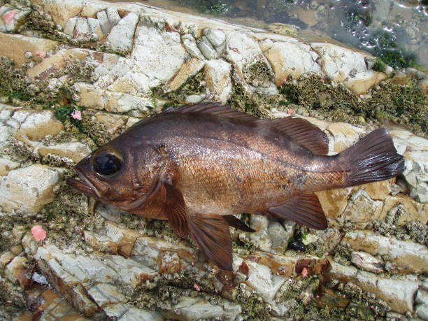 日本の人気釣り岩魚「メバル」 - rockfish ストックフォトと画像