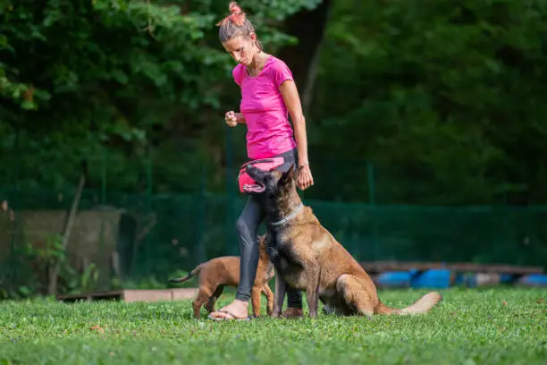 Female dog trainer working with her belgian malinois shepherd dos outside.