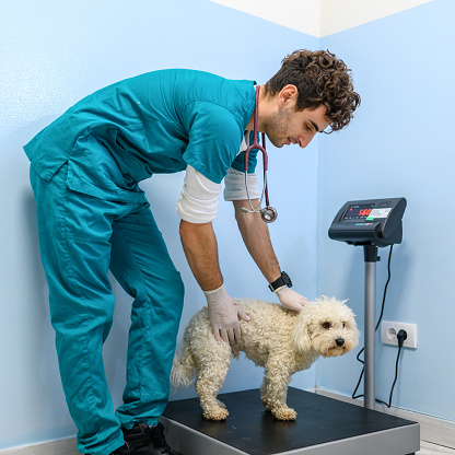 Maltese dog sitting on the veterinarian scales while doctor inspects the dog