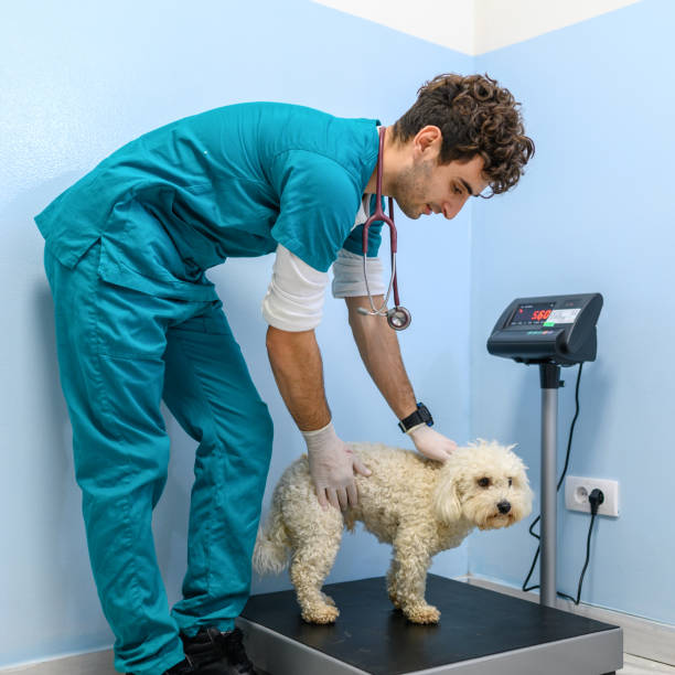 Maltese dog standing on a weight scale at the vet stock photo