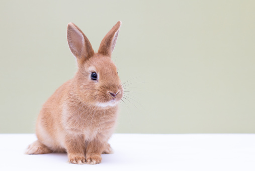 Red bunny rabbit portrait on background