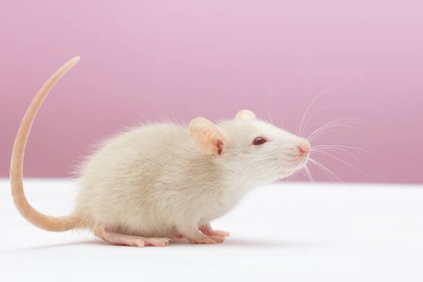istock white dumbo rat play on pink background 1362498017