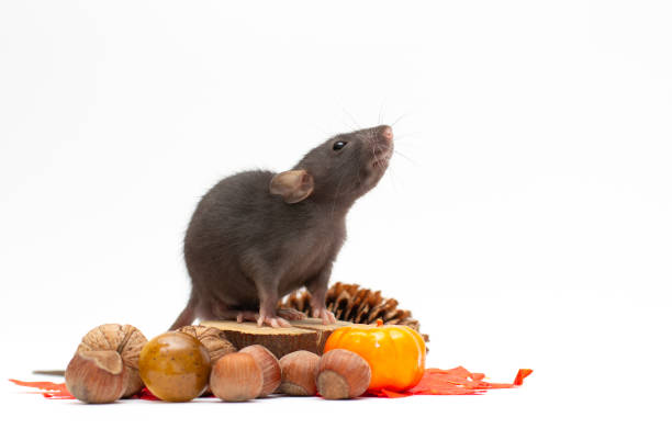 Decorative Dumbo rat sits and eats on white background, front view. Animal themes