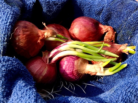 Growing red onion shoots ... to be chopped and used as food garnish.