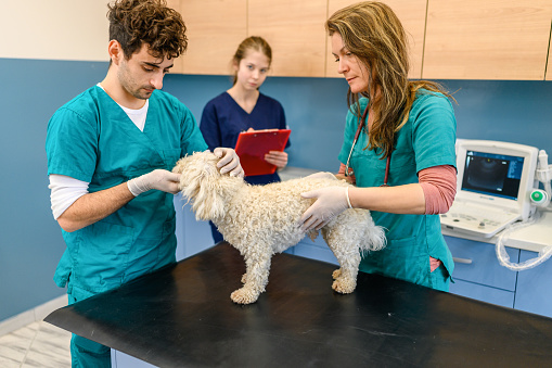 Veterinarian team doctors examining dog in the clinic.