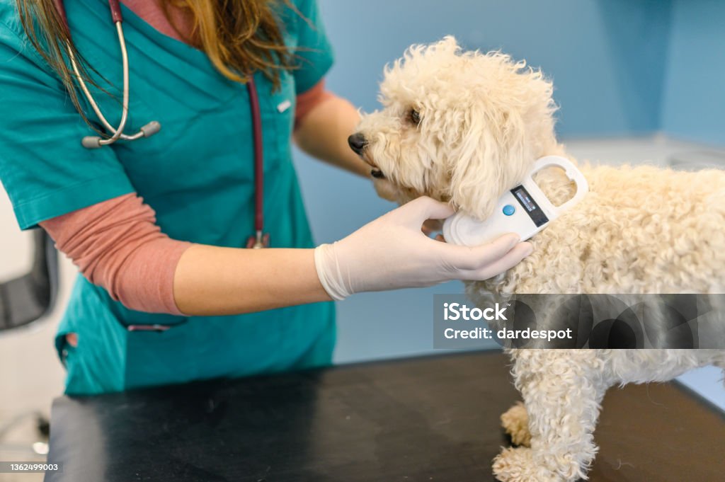 Veterinarian scanning a dog's chip Vet checking chip implant on Maltese dog Computer Chip Stock Photo