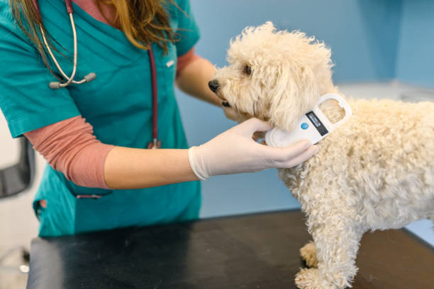Veterinarian scanning a dog's chip Vet checking chip implant on Maltese dog computer chip stock pictures, royalty-free photos & images