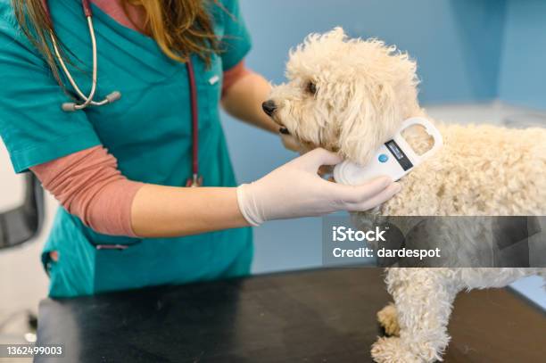 Veterinarian Scanning A Dogs Chip Stock Photo - Download Image Now - Computer Chip, Dog, Pets