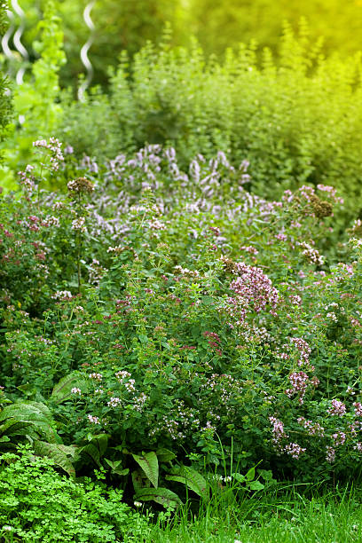 jardin d'herbes aromatiques du printemps - küchenkräuter photos et images de collection