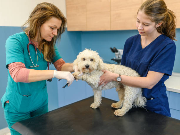 istock Veterinarian cutting Maltese dog claws. 1362499399