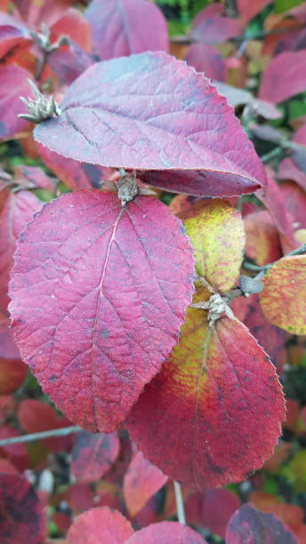 istock Close up of autumn leaves 1362499549