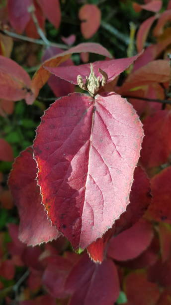 istock Close up of autumn leaves 1362499575