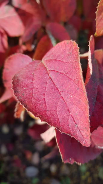 istock Close up of autumn leaves 1362499580