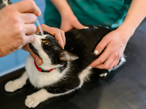 Veterinary doctor checks eyesight of a cat in a veterinary clinic. Her apply drops to the eyes of pet.