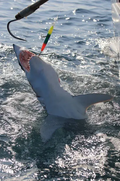 shortfin mako shark, Isurus oxyrinchus, accidentally caught and released, Cape Point, South Africa