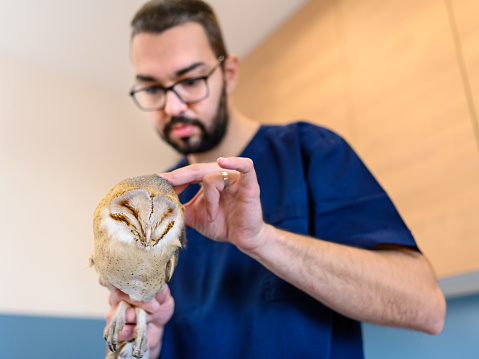 Veterinarian holding and check up Barn Owl