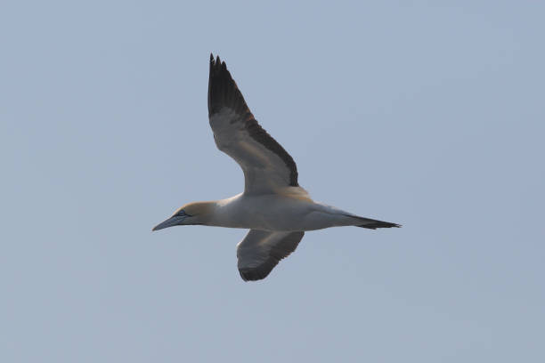 istock Cape gannet, Morus capensis, Cape Point, South Africa 1362501106