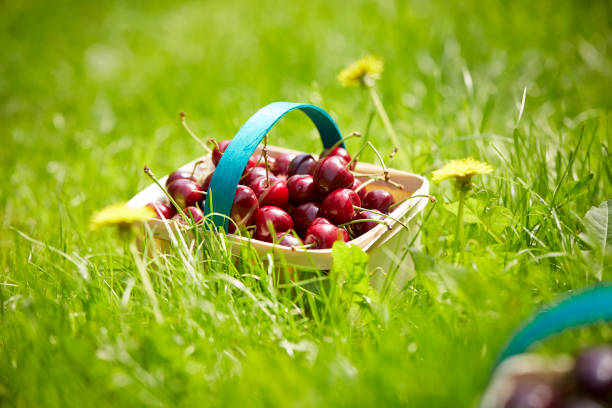 istock Cherries in a basket 1362502606