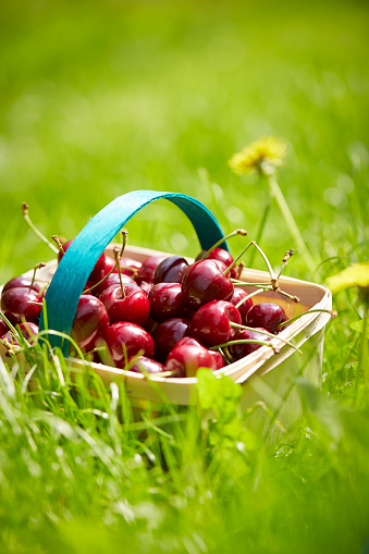 Two sour cherry fruits with green stem and leaf isolated on white background.