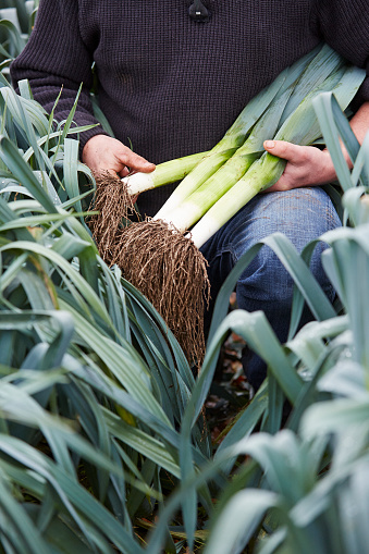 A farmer is holding leek while sitting in his field.