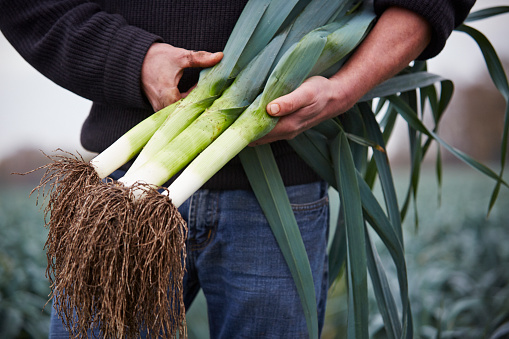 A farmer is holding leek while standing in his field.