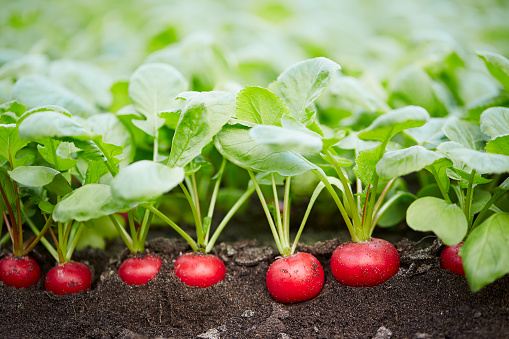 Red radishes still half in the ground, ready to be harvested.