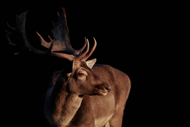 istock Male fallow deer (Dama dama) sunlit and isolated on black background. 1362504355
