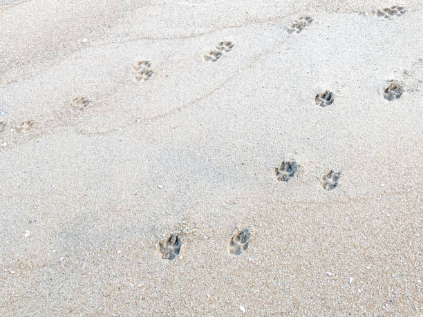 istock Dog footprints on the beach sand 1362504477