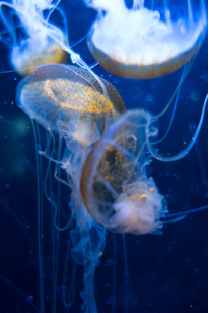 istock Jellyfish floating in the deep ocean 1362505791