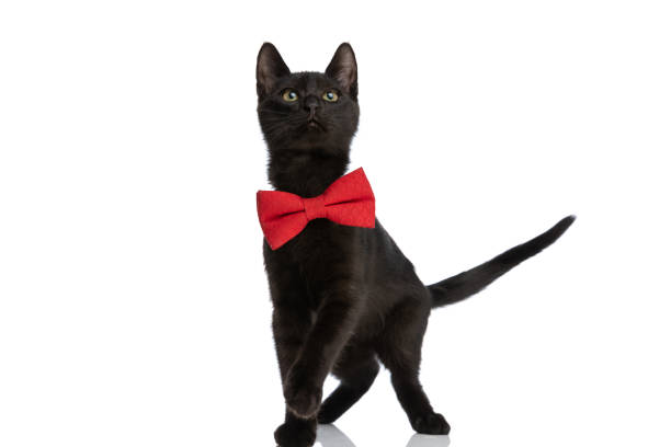 istock eager small pussycat with red bowtie looking up and standing on back legs 1362505823