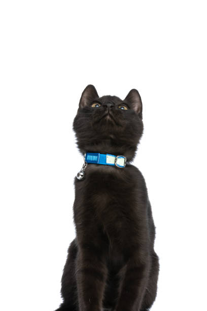 istock curious black little kitten with blue collar looking up and sitting 1362505847